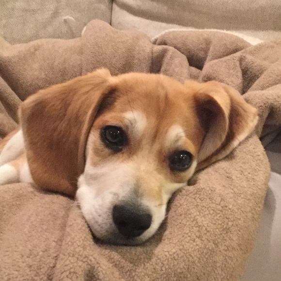 Meet your Posher, Isabel - Picture 1 of 1